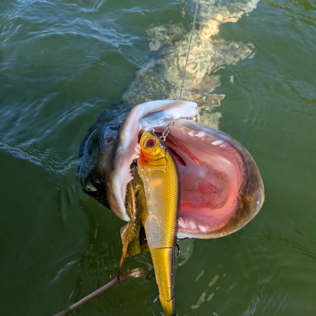 Brochet du lac de madine pris dans les potamots au grouper 140